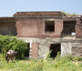 Horse and delapidated building
