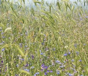 Spring flowers and wheat
