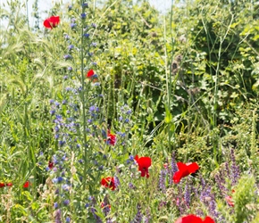 Spring flowers and wheat