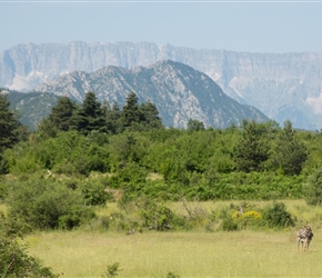 Donkey and mountains