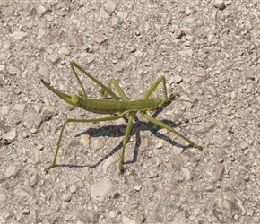 Grasshopper