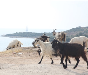 Herded goats amidst the tourism