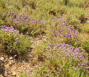 Spring flowers